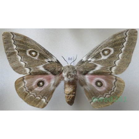 Gonimbrasia tyrrhea (Cramer, 1775) female ex. ovo South Africa 108mm8d